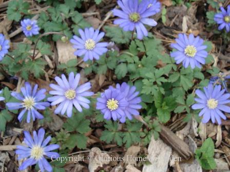 Anemone blanda