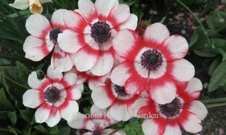 Anemone coronaria 'Bicolor'