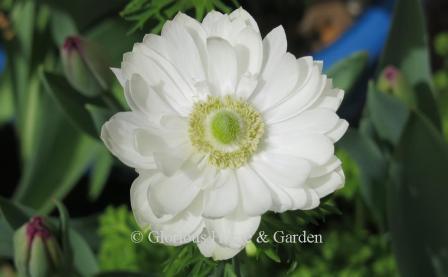 Anemone coronaria 'Mount Everest' is a semi-double white.