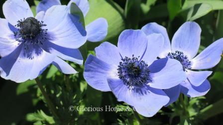 Anemone coronaria 'Mr. Fokker' is a beautiful single blue variety.