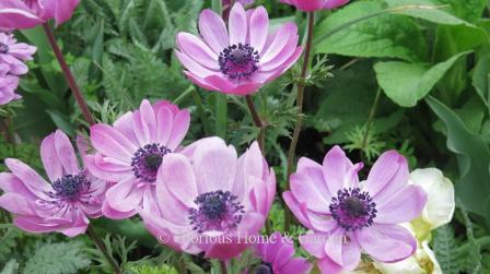 Anemone coronaria 'Sylphide'