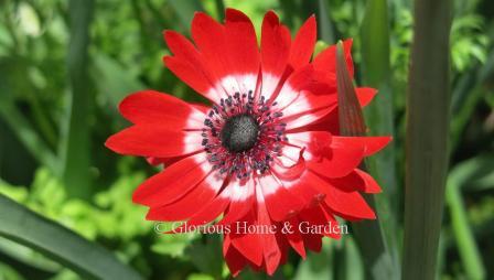 Anemone coronaria 'The Governor' is bright red with a white ring around a dark center.