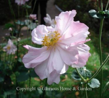 Anemone x hybrida 'Queen Charlotte'