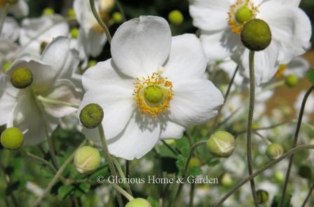 Anemone x hybrida 'Honorine Jobert'