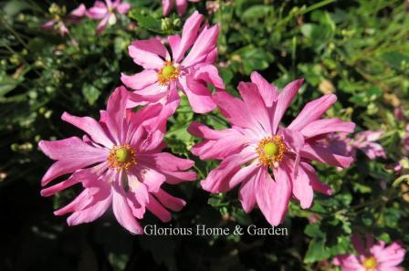 Anemone x hybrida 'Prinz Heinrich'