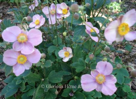 Anemone x 'September Charm'