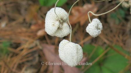 Anemone x 'September Charm' seedpods look like cotton balls or white strawberries with tiny seeds on the exterior.