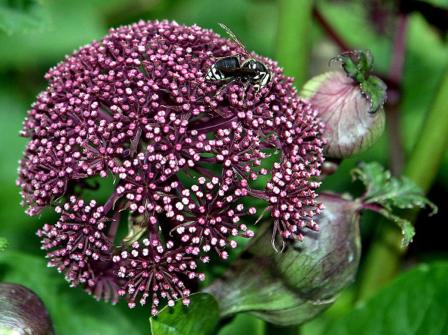 Angelica gigas