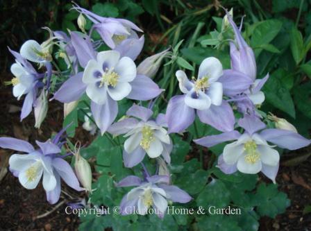 Aquilegia 'Origami Blue & White'