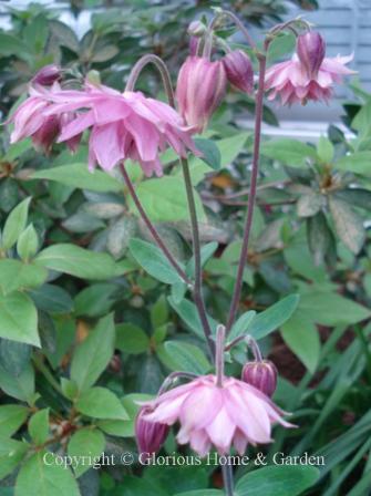 Aquilegia vulgaris 'Clematiflora'