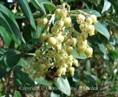 Arbutus unedo