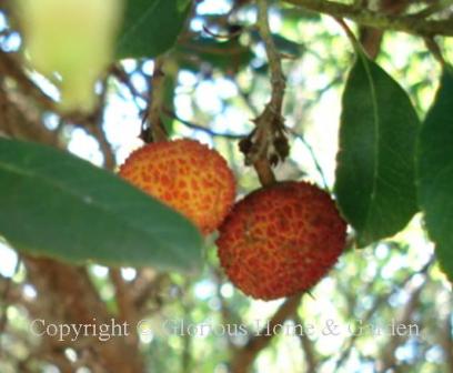 Arbutus unedo