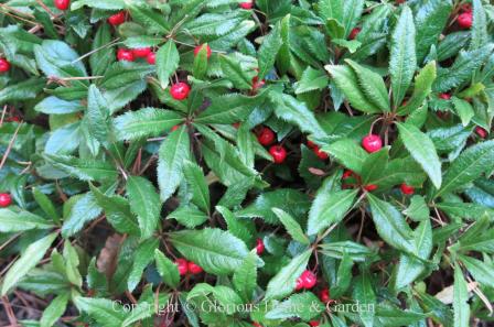 Snowy Laurel Red Berry Pick – The Prickly Pear