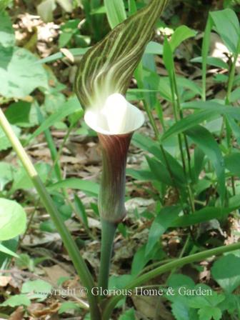 Arisaema sikokianum