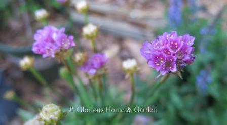 Armeria pseudarmeria 'Ballerina Lilac'