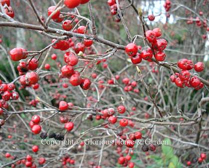 Bushes with red berries offer winter garden color