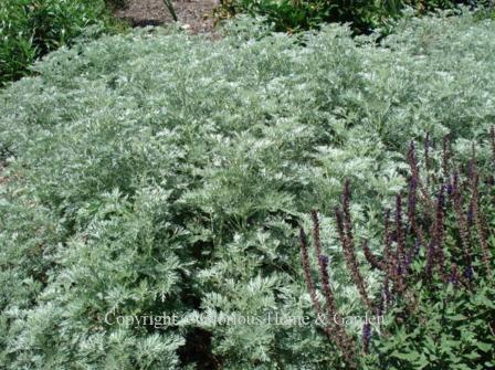 Artemisia 'Powis Castle'