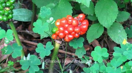 Arum italicum