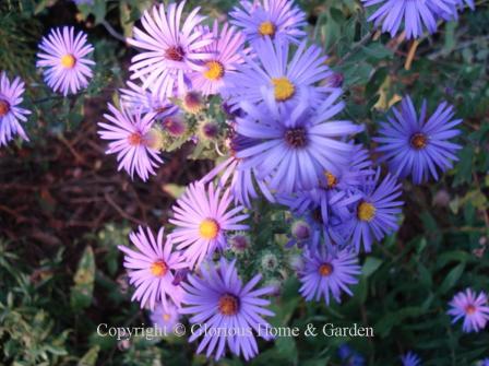 Aster novae-angliae 'English Countryside'