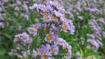 Aster tataricus