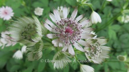 Astrantia major