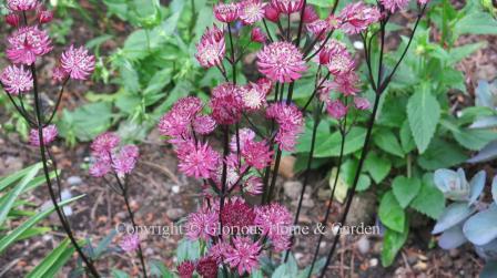 Astrantia major 'Ruby Star'