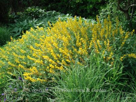 Baptisia sphaerocarpa