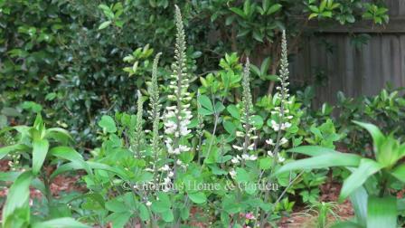Baptisia x 'Ivory Towers' is a spectacular cultivar with long-lasting white flowers that grows to about 4 ft. x 5 ft.