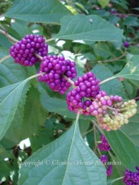 Callicarpa americana