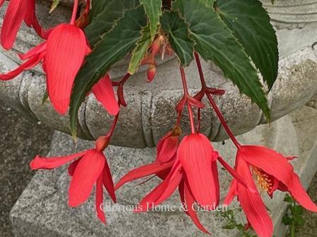 Begonia bolieviensis Bossa Nova® 'Rose,' Bolivian begonia, is a bright rose pink that is perfect for planting in a container or hanging basket for a beautiful summer display.