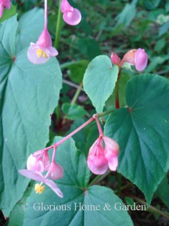 Begonia grandis