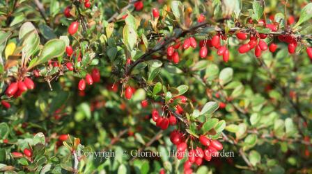 Berberis thunbergii