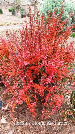 Berberis thunbergii 'Orange Rocket'