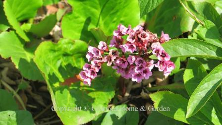 Bergenia cordifolia