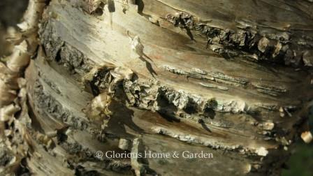 Betula alleghaniensis bark yellow birch, has golden yellow bark has exfoliates in strips and has horizonal lenticels.