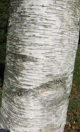 Betula papyrifera bark