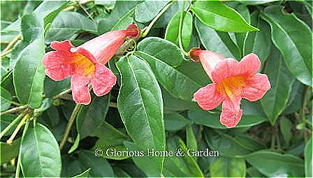 Bignonia capreolata 'Tangerine Beauty' is a particularly pretty cultivar with orange tubular flower with yellow interiors.