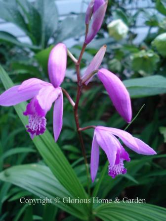 Bletilla striata