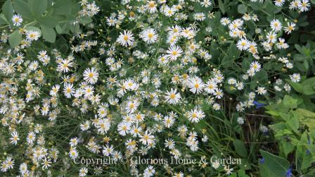 Boltonia diffusa