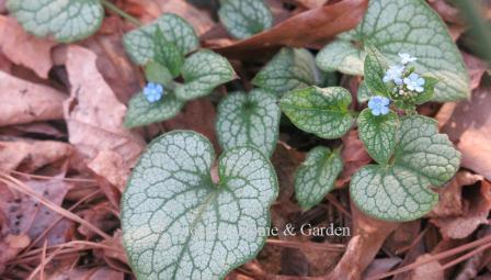 Brunnera macrophylla