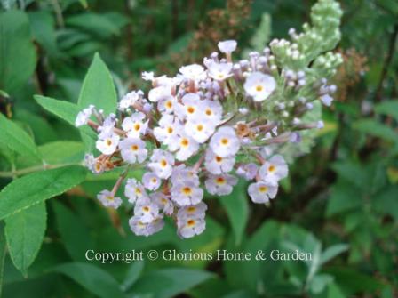 Buddleia davidii 'Butterfly Heaven'