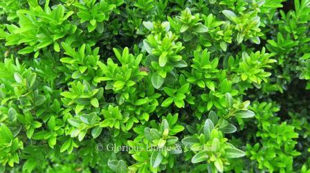 Buxus macrophylla 'Curly Locks'