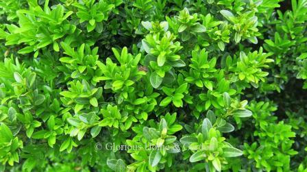Buxus microphylla 'Curly Locks' is an example of a small-leaved boxwood.  It is also known for the slightly twisted stems which give it its name.