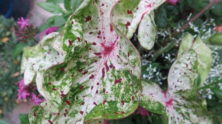 Caladium 'Miss Muffet'
