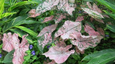 Caladium 'Pink Splash'