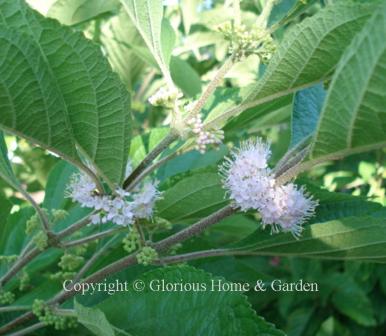 Callicarpa americana