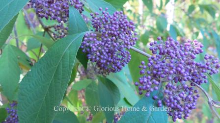 Callicarpa bodinieri var. giraldii