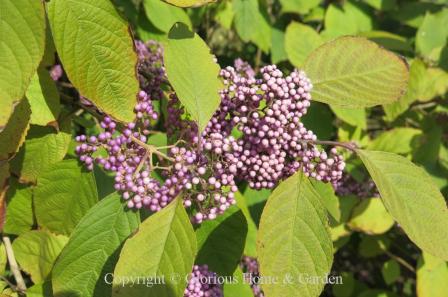 Callicarpa cathayana