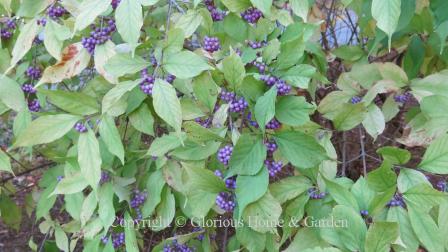 Callicarpa japonica