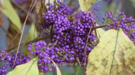 Callicarpa japonica 'Heavy Berry' is an outstanding cultivar that produces a prodigious amount of purple berries.